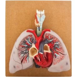 Eisco AM00710 - Human Lungs Model - 460 X 400 X 130mm